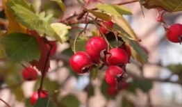 空心山楂爆料视频播放,视频爆料背后的真相与争议